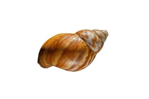 Close-Up View of a Vibrant Tropical Seashell Isolated on White Background Stock Photos