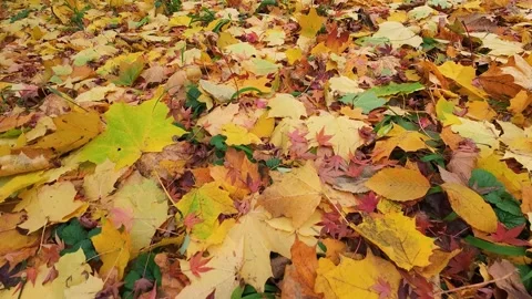 A close-up view of vibrant yellow and brown autumn leaves scattered. Video stock 323866827