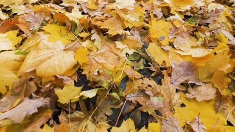 A close-up view of vibrant yellow and brown autumn leaves. Stock-Footage 323882278