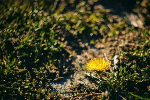 Close-up view of a vibrant yellow dandelion flower blooming in green grass Stock Photos