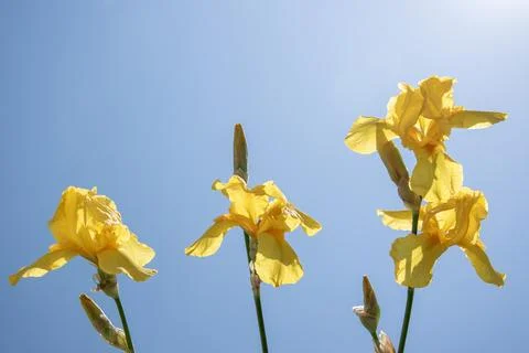 A close-up view of vibrant yellow iris flowers blooming against a bright blue Stock Photos