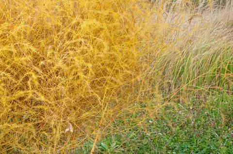 Close up view of a vibrant yellow needle-like autumn asparagus fern bush gr.. Stock Photos