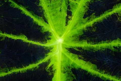 Close up view of vibtant Cadium leaf featuring black and green colors. Stock Photos