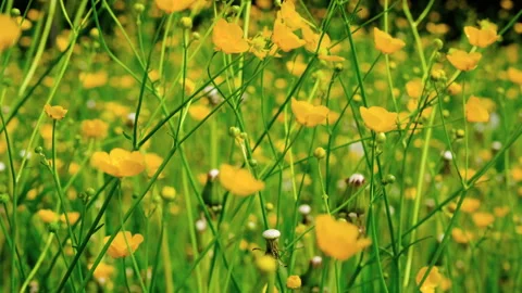 Close up view of the video against the background of beautiful yellow wild Stock Footage 276289172