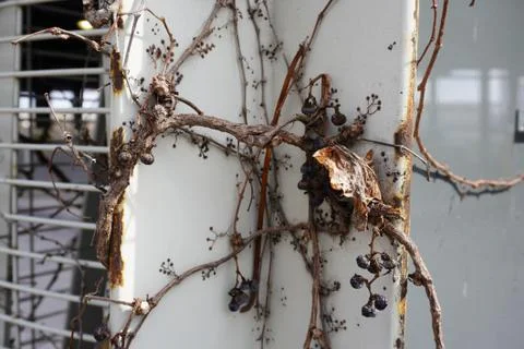 A close-up view of a vine on a spring day Stockfoto's