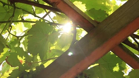 Close up view of vines in vineyard Stock Footage 54462096