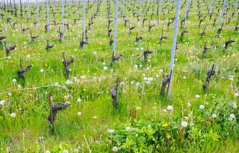 Close view of vineyards Stock Photos