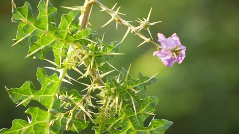 Close-up view of violet color flower on desert plant Video stock 150730302