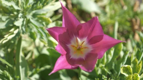 A close up view of a violet flower. Stock Footage 126945218