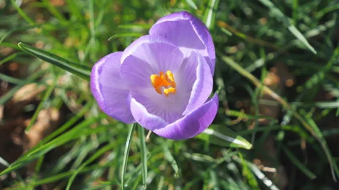 A close up view of a violet flower. Stock Footage 146720875