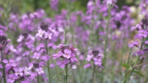 A close up view of violet flowers in a field. Stock Footage 107633824