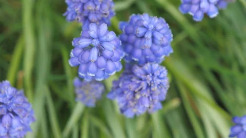 A close-up view of violet flowers on a field. Stock Footage 132371510