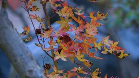 Close up view of vivid Japanese Maple leaves on the branch in autumn time. Stock Footage 314589404