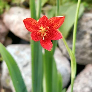 Close up view of a vivid orange leopard flower with spotted petals stock photo Stock Photos