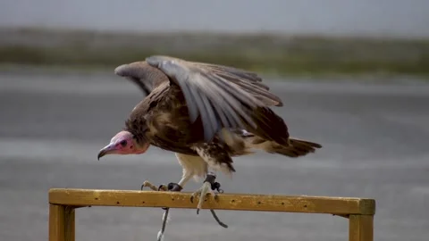 Close up view of a vulture Stock Footage 254943196