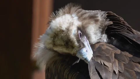 Close up view of a vulture Stock Footage 274262544