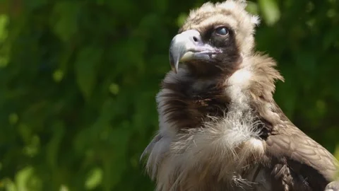 Close up view of a vulture Stock Footage 274263197