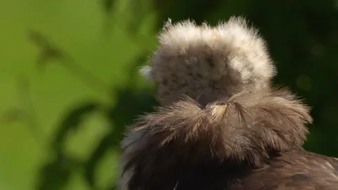 Close up view of a vulture head Stock Footage 274262970