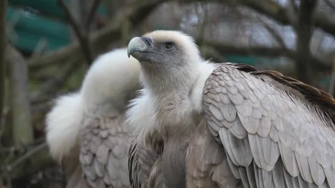 Close up view of vultures Stock Footage 263602196