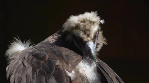 Close view of a vultures head  Stock Footage 274235381