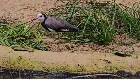 Close view of a wadding bird Stock Footage 277363005