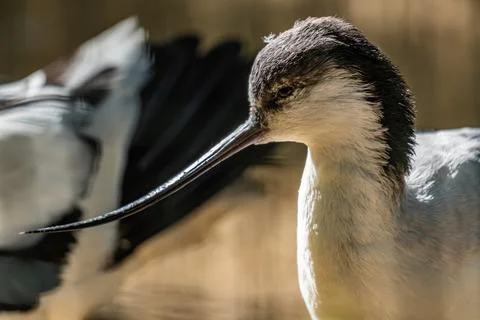 A close-up view of a wading bird with a long beak, showcasing its elegant Stock Photos