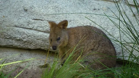 Close view of wallaby kangaroo Stock Footage 284251266