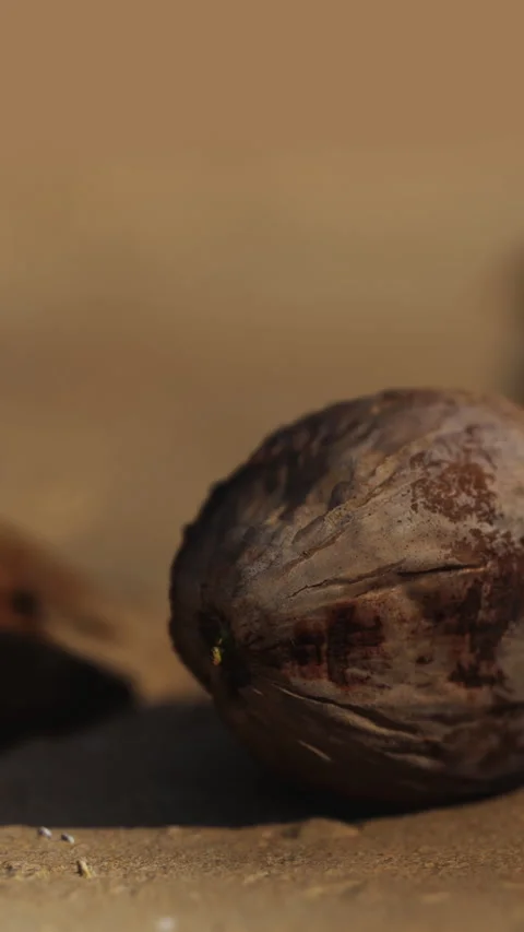 Close view of a walnut resting on a table in natural light Stock Footage 347550510