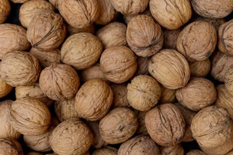 A close up view of walnuts on the ground and in their shells 写真素材