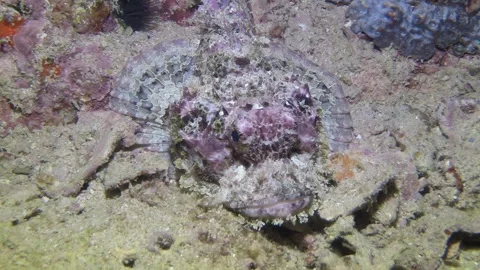 Close-up view of wart-covered poisonous fish amidst corals in underwater world. Video stock 235423052