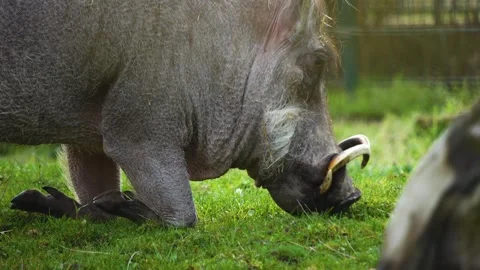 Close view of a warthog Stock Footage 270539666