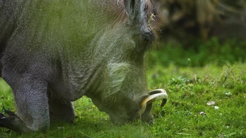 Close view of a warthog Stock Footage 270539693