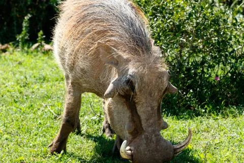 Close up view of a warthog - Pumba Stock Photos