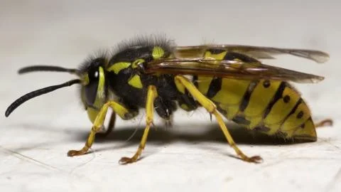 Close-up view of a wasp Stock Photos