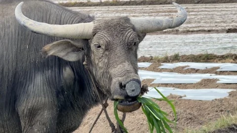 Close view of a water buffalo head with curved horns as it chews fresh grass in Stock Footage 327725569