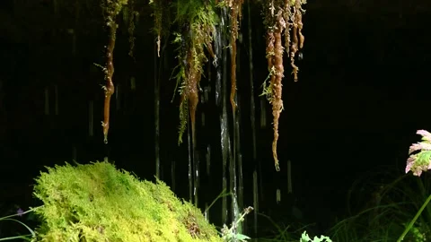Close up view of water dripping from green moss Stock Footage 219571951