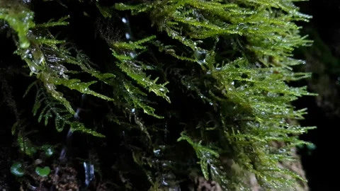 Close up view of a water dripping from mossy rocks in forest Stock Footage 141920463