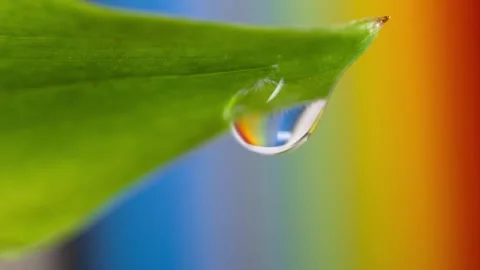 Close up view of water droplet dropping from leaf with colorful background. Stock Footage 313779068