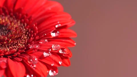 Close-up view of water droplets falling on scarlet red gerbera daisy petals.. Stock Footage 317314571
