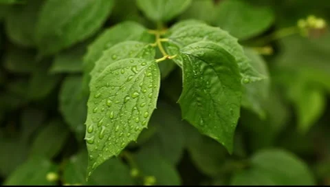 Close up view water drops on green wet leaf, fresh and clear view Vídeos de archivo 7684652