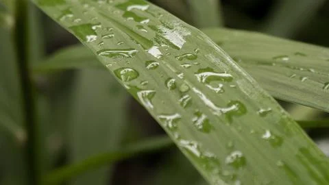 Close up view of water drops or rain drops on a leaf. Stock Photos