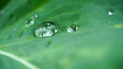 Close up view of water drops over a leaf. Stock Footage 116825002