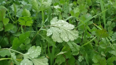 Close up view of water drops over persil leaves Video stock 154222828