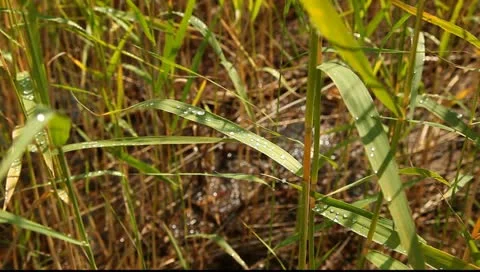 Close up view to the water drops on the rush blade Vídeo Stock 10893389