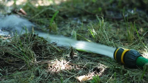 Close Up View of Water Flowing from a Green Garden Hose onto Dry Grass Stock Footage 339648336