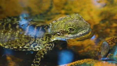 Close up view of a water lizard  Stock Footage 267611045