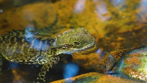 Close view of a water lizard resting Stock Footage 267558231