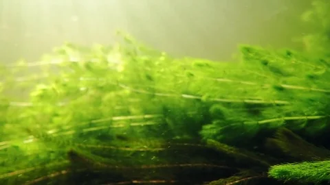 Close-up view of water-milfoil stems swaying in streaming water Stock Footage 84979496