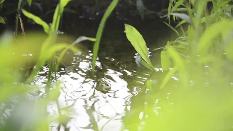 Close-up view of water surface Stock Footage 83177444