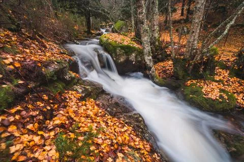 Close view of water tumbling over a moss-covered ledge, surrounded by autum.. Fotos Stock